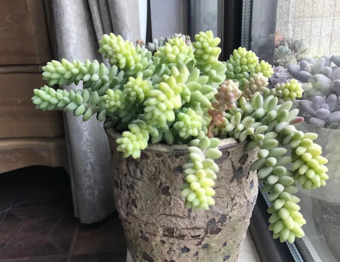 垂吊碧玉莲,串玉挂坠