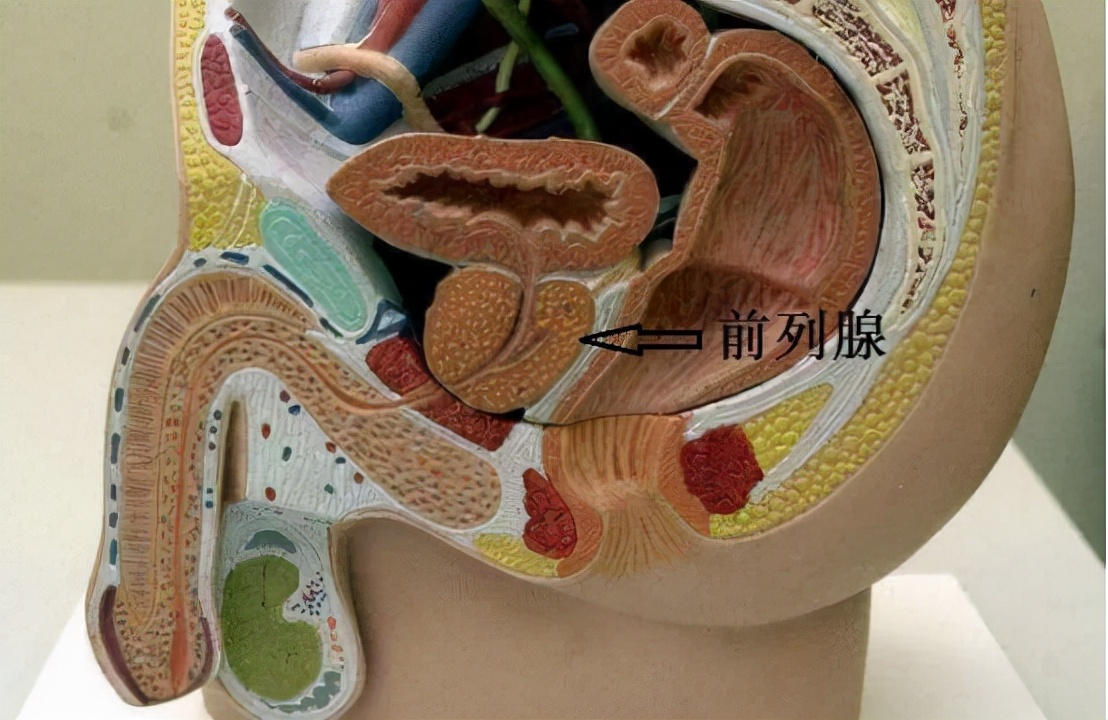 前列腺增生影响膀胱功能如何治疗,抑制前列腺增生草药方剂