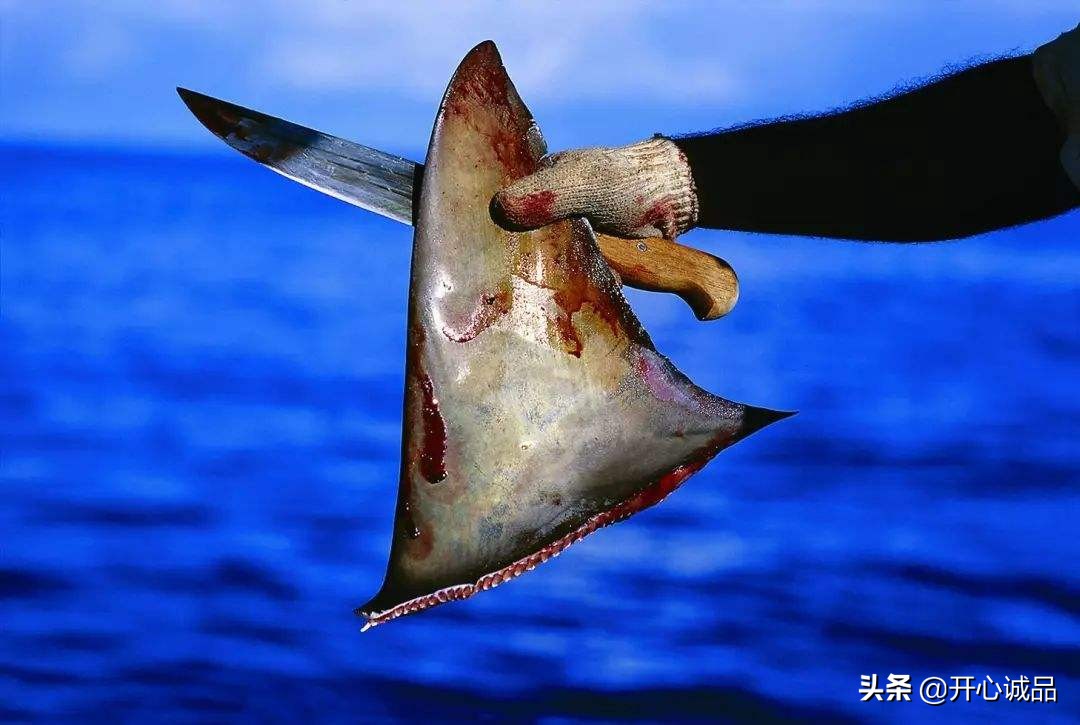 极限工作之捕鲨：年捕杀2亿条！虽说给了份子钱，鱼翅能不吃吗？