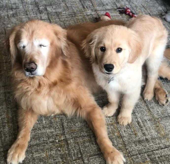 金毛多少天可以喂食,金毛什么时候喂一顿饭