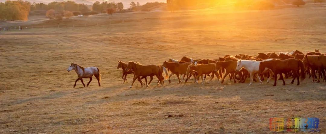 一到秋天,这里就美成了金色天堂!全世界独一份!