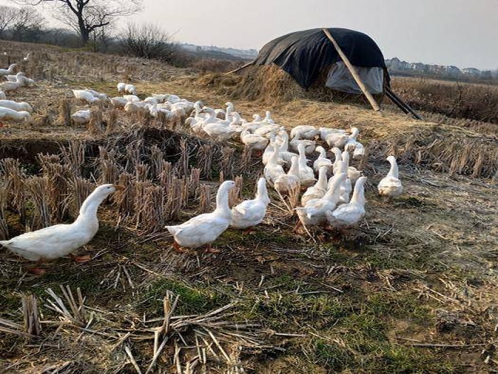农村养殖一年利润10万元以上项目,农村小成本养殖项目有哪些