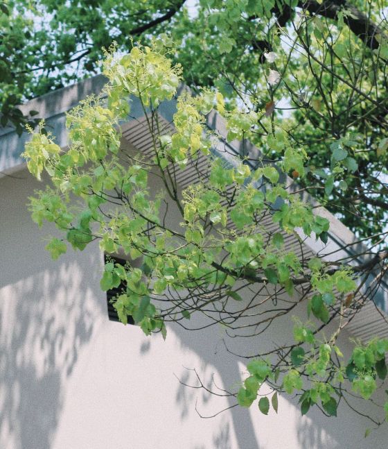 写夏天的诗句古诗小荷,诗词里的夏天经典诗句