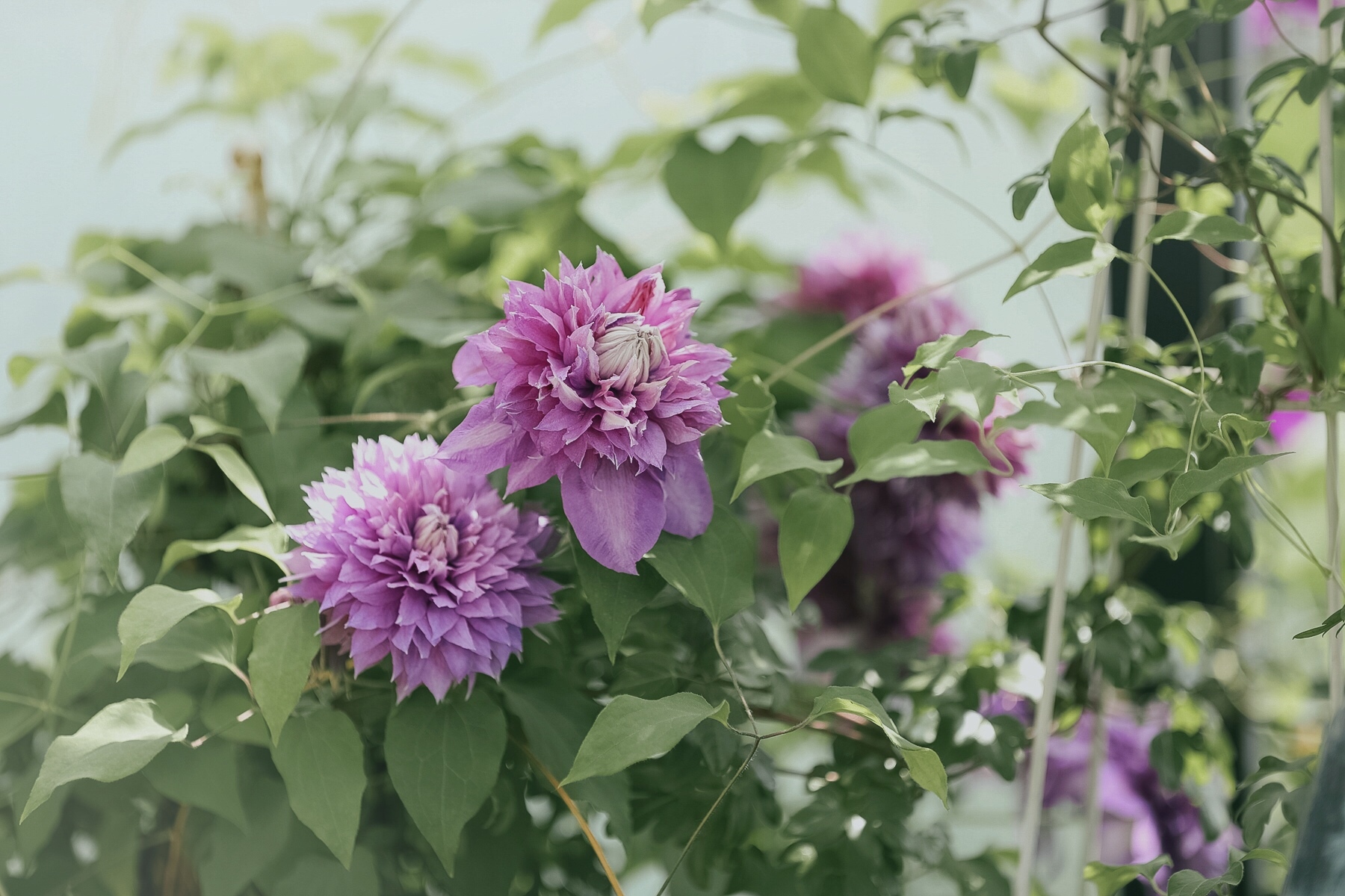 一棵就能爬满墙?这波操作服了