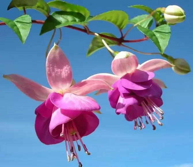 惊艳倒挂金钟,惊艳倒挂金钟图片