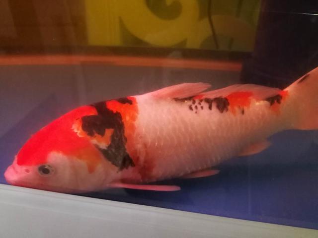 鱼友养的蝴蝶鲤,鱼友死过最贵锦鲤