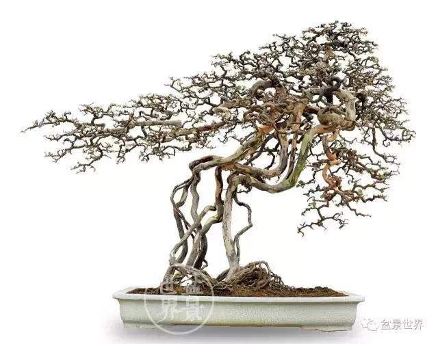 翠鸟根艺石头盆景艺术分享,奇形怪状极品根艺盆景图片