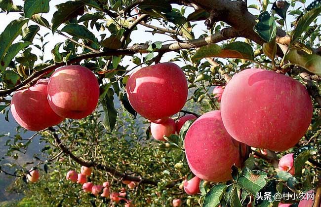 农村养殖种植创业好项目,农村可以创业做什么生意好赚钱