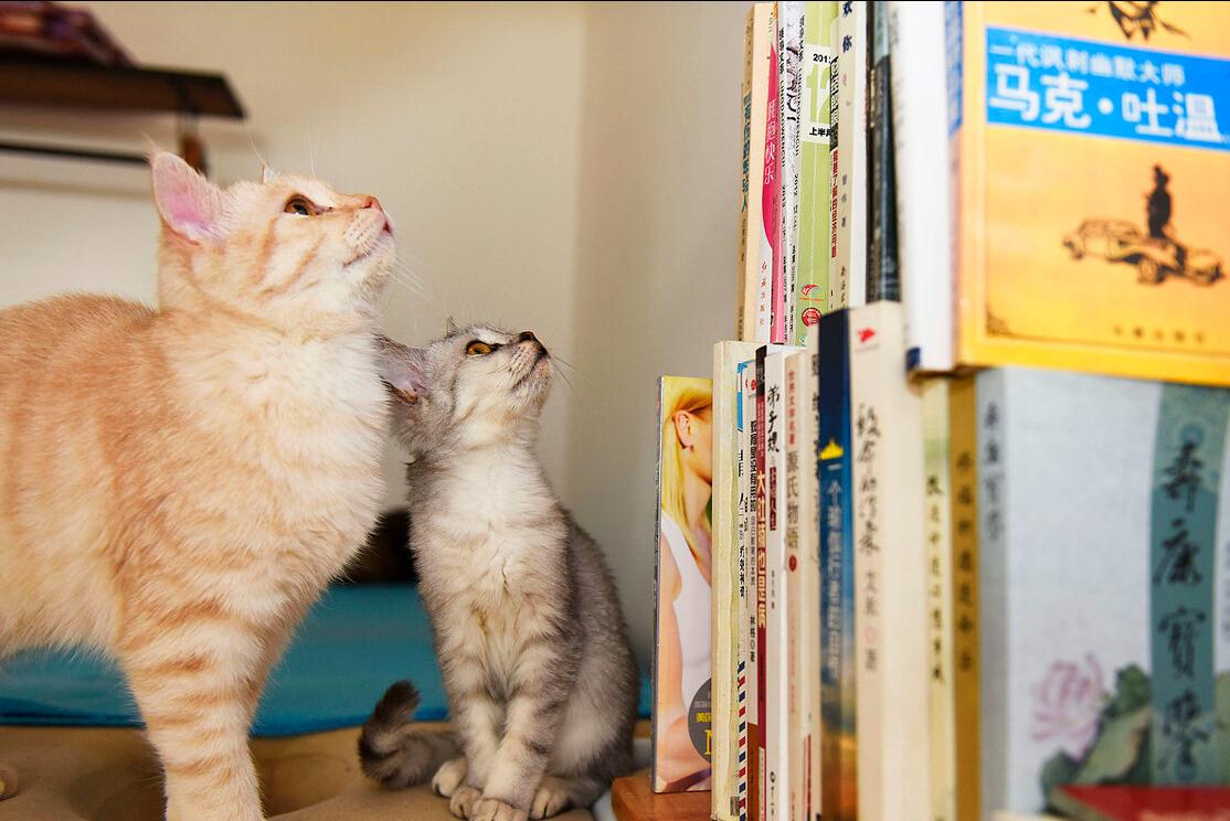 爱猫人士教你如何收养一只流浪猫,爱心人士收养20只流浪猫