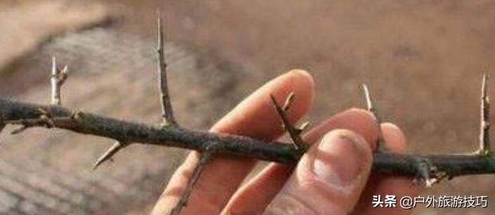 6-12岁自制鱼钩的方法,荒野求生野外自制鱼钩简单的方法