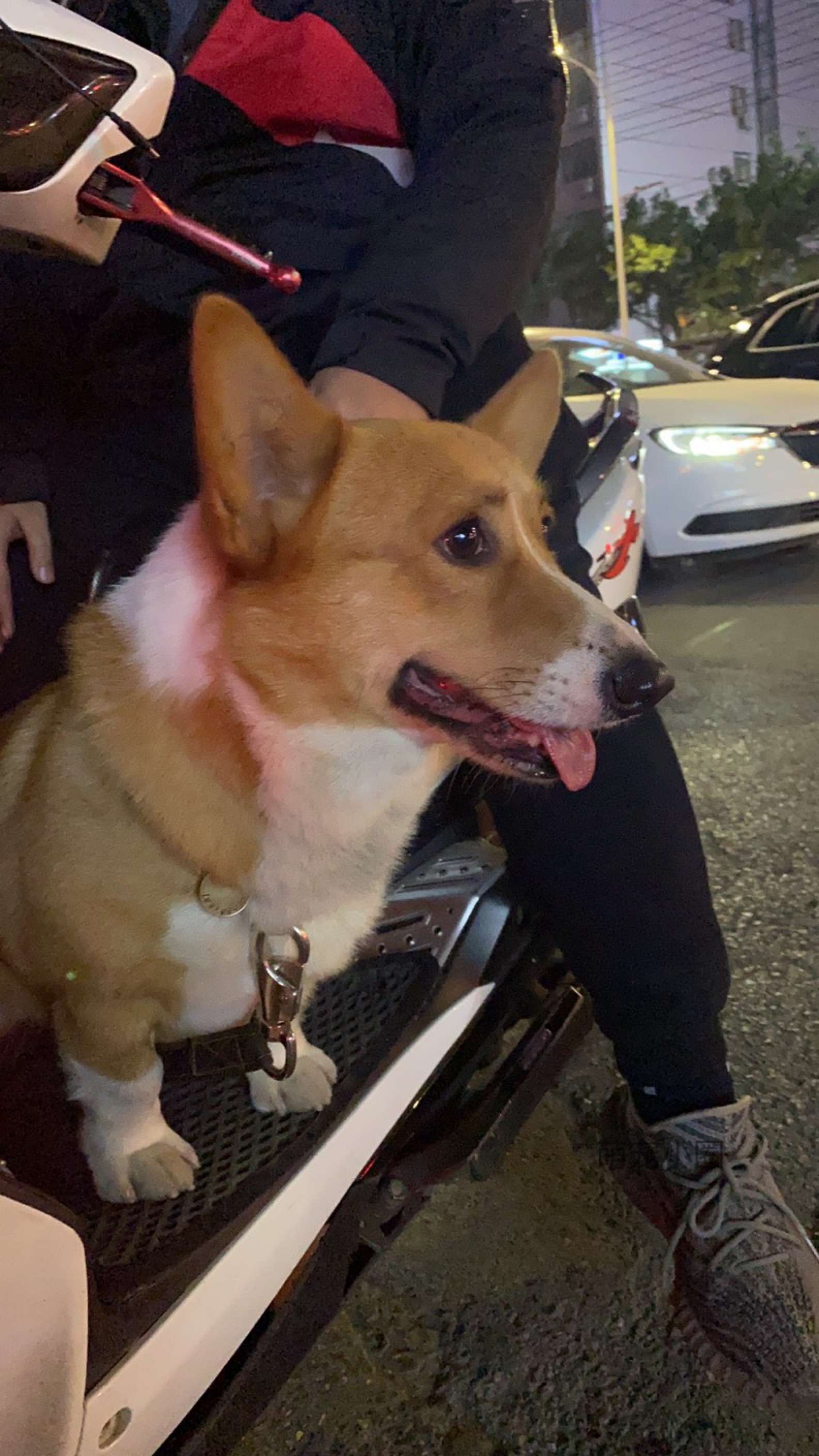 最尴尬的事情发生了，家里的柯基犬第一次交配没经验，还要被围观