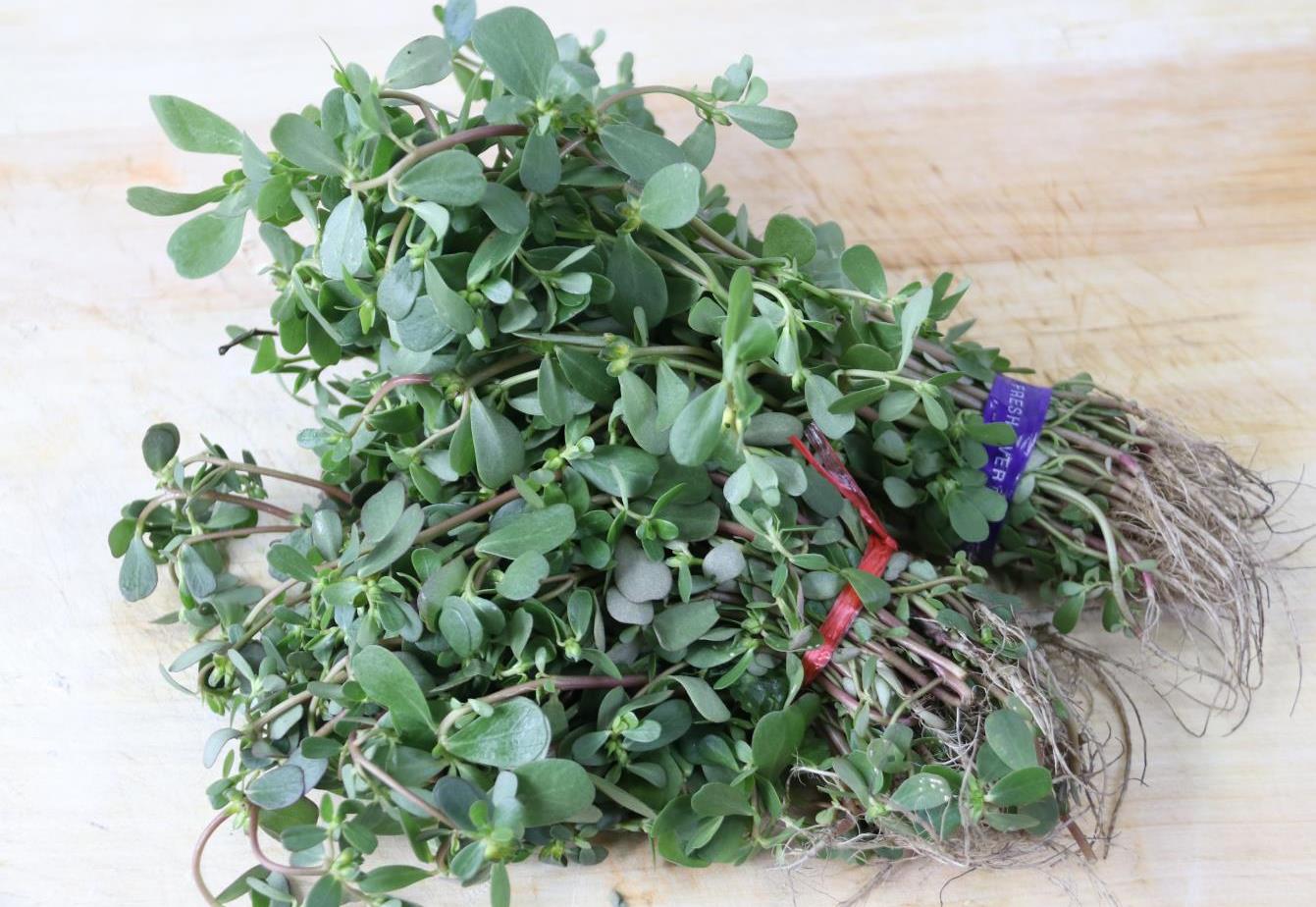 痔疮犯了吃什么下火的中药,野菜马齿苋能治痔疮吗