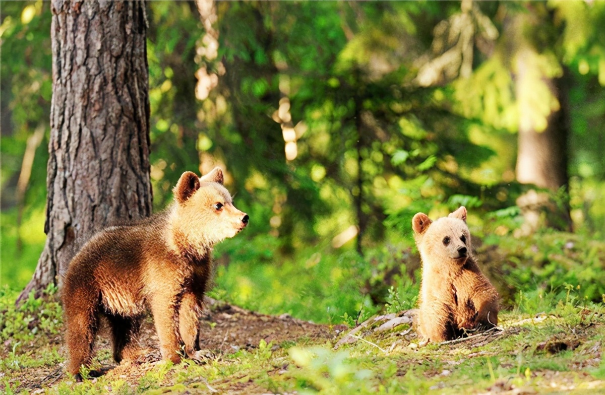 老虎被母猪养大视频,小老虎被猪妈妈养大