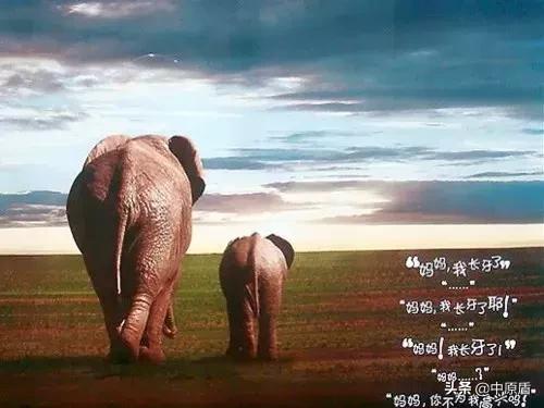 京城“辛氏家族”象牙黑帝国覆灭记!