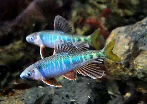 想养鱼要用加热棒吗,想养鱼又没有鱼缸