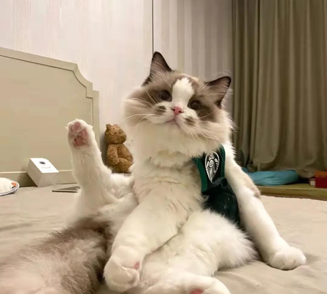 猫咪长了像胡子一样的毛 (为什么一个月多的猫咪毛发很凌乱)