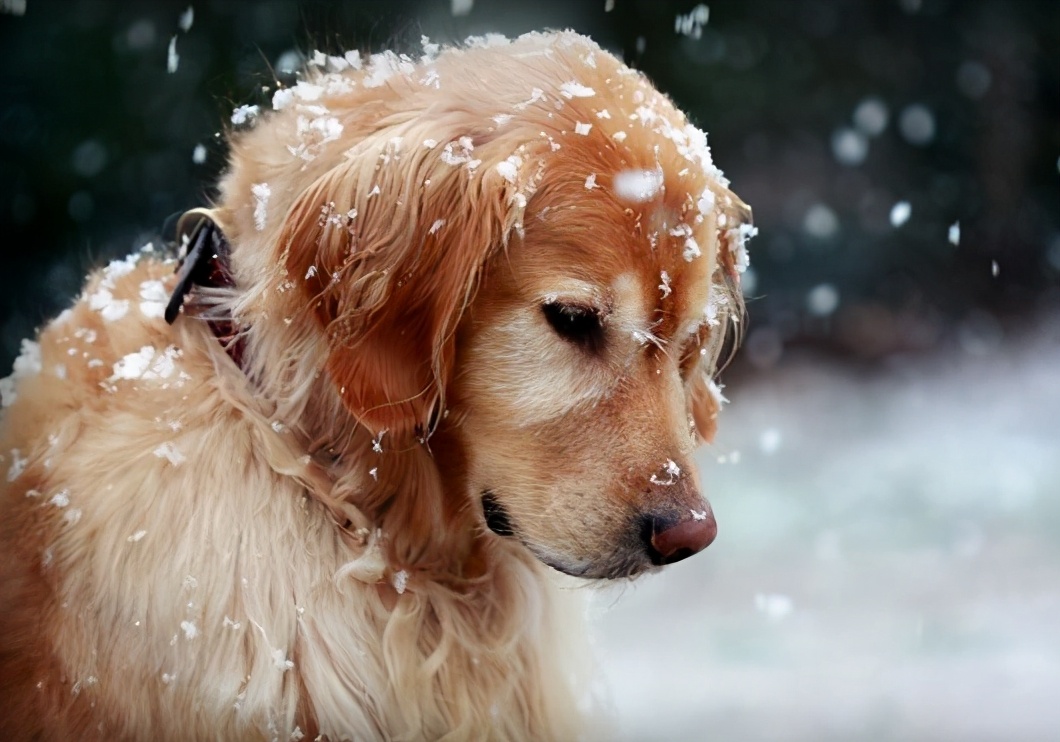 金毛犬为什么不建议养呢,新手养金毛成犬要注意什么