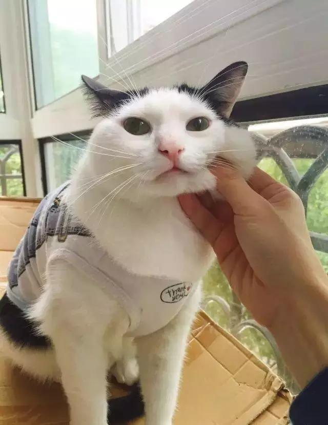 猫咪犯错也不能打这3个地方,无论你有多生气都不要打你家的猫