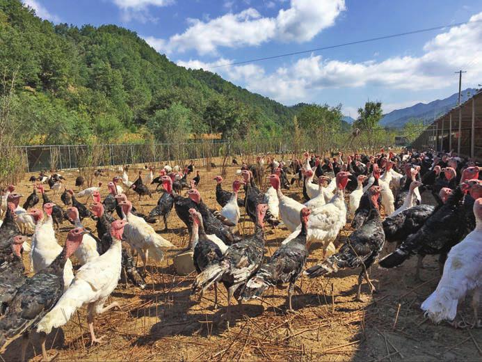 四个聚焦助力脱贫攻坚,脱贫攻坚一达标两不愁三保障