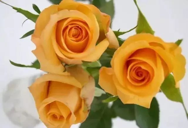 一万年一次的2020520；一起认识100种玫瑰~别送错啊