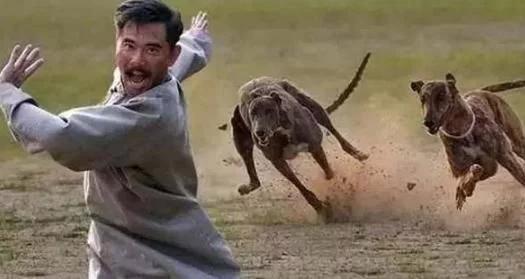 被狗狗追的经历,宠物狗被狗追怎么办