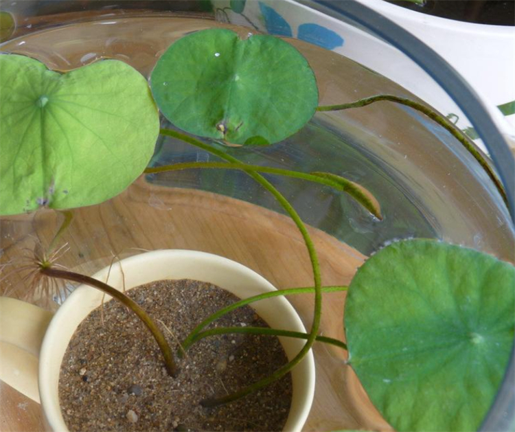 睡莲的特点简单明了,睡莲怎么全开