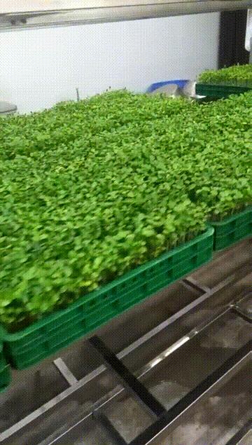 如何种香椿苗芽苗菜,临沂香椿无土栽培芽苗菜基地