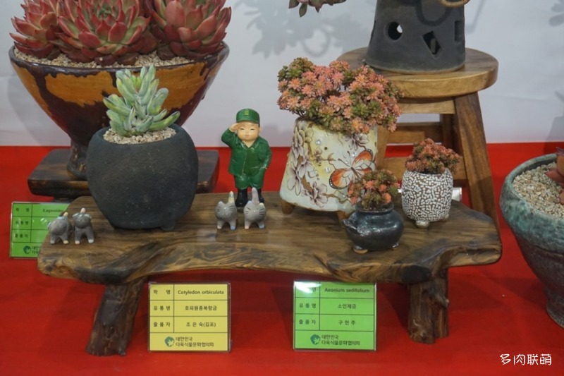 多肉欣赏桃美人,多肉植物欣赏