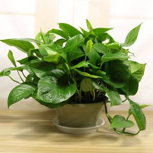 绿萝叶子发干快速补救方法,绿萝干叶的原因和解决方法