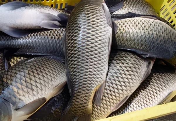 夏天买鱼容易死,夏天买鱼要怎么选