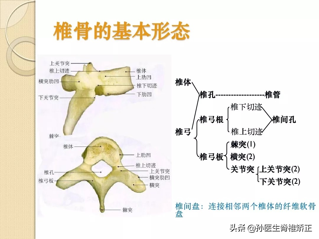 人体解剖学骨骼学思维导图,人体骨骼解剖学纪录片