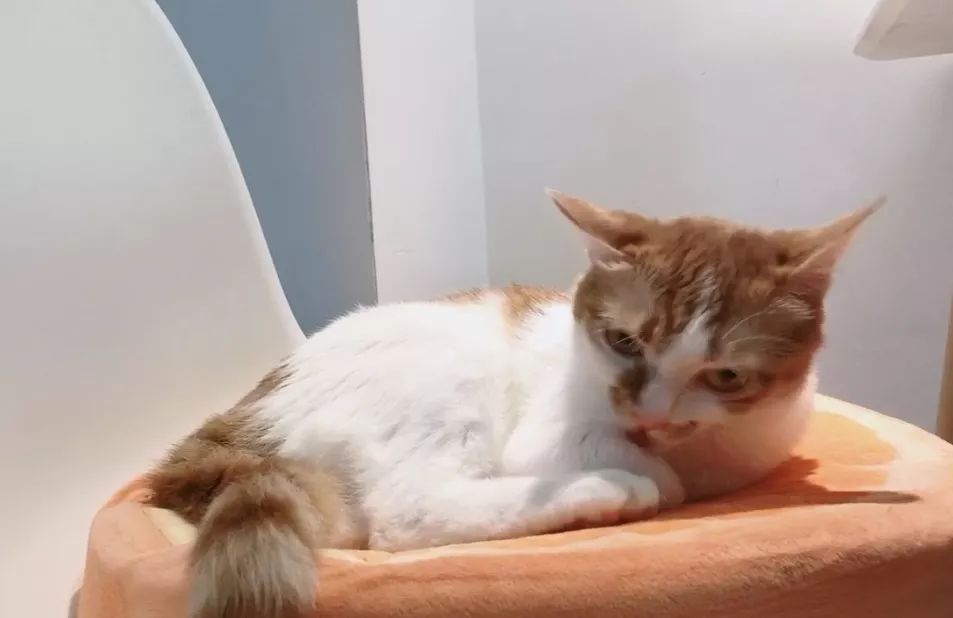 如何不洗澡让猫咪的毛发干净,怎么可以让猫咪不掉毛