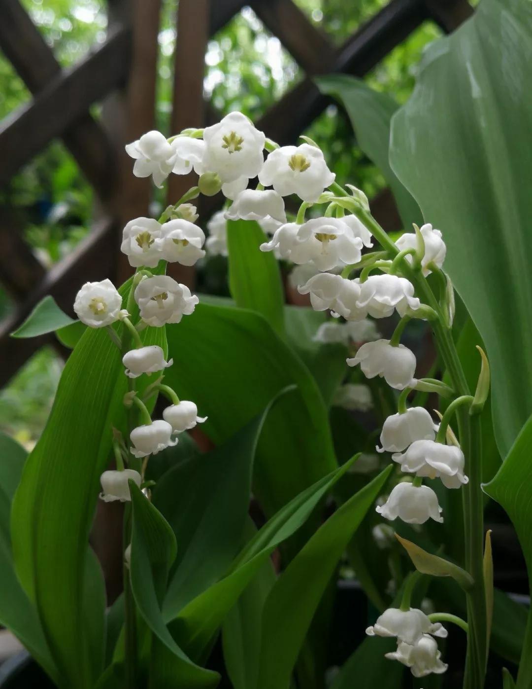 养哪一种吃虫子的花最合适,这4种花真省心养在家里不招虫