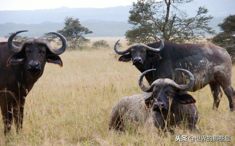 野牛为什么容易受到狮群攻击,野牛能战胜狮子吗
