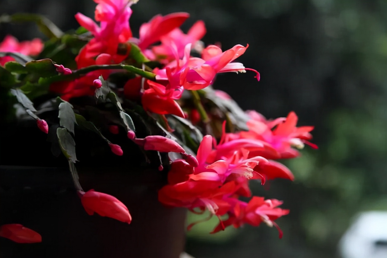 10月以后养什么花,这几种花省心省力养花新手看过来