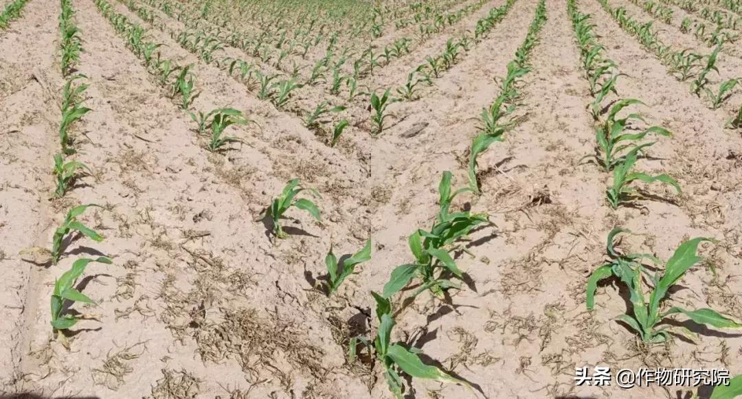 飞防高浓度,飞防7天效果