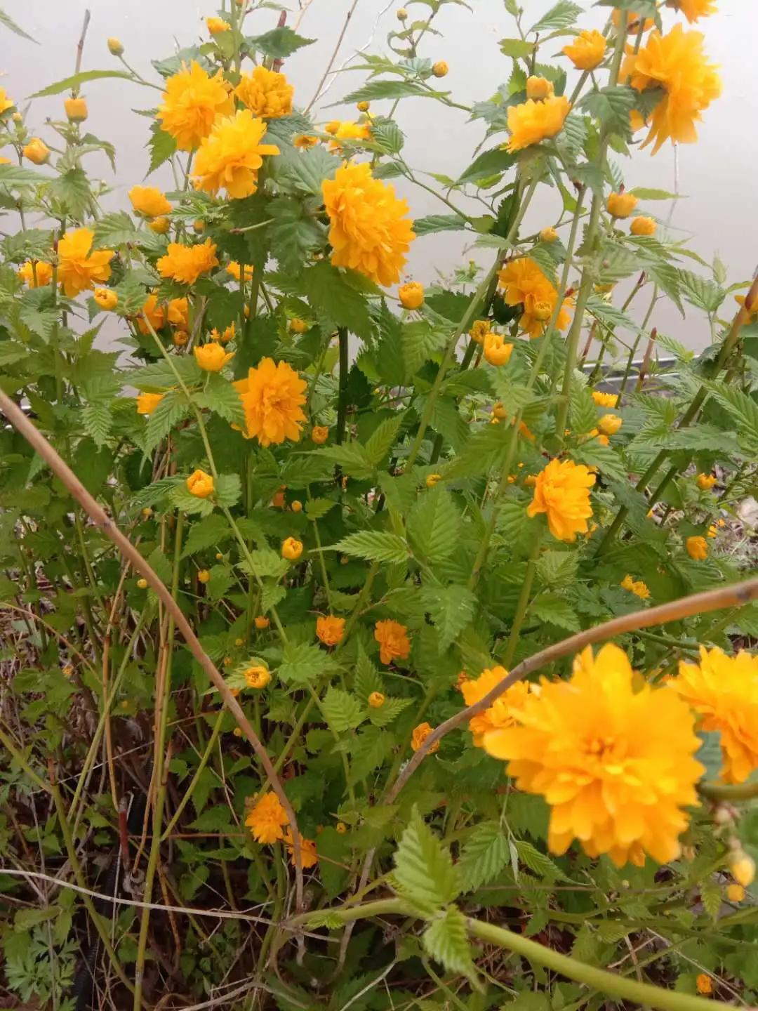 努比亚越来越火了,努比亚当年爆火的原因