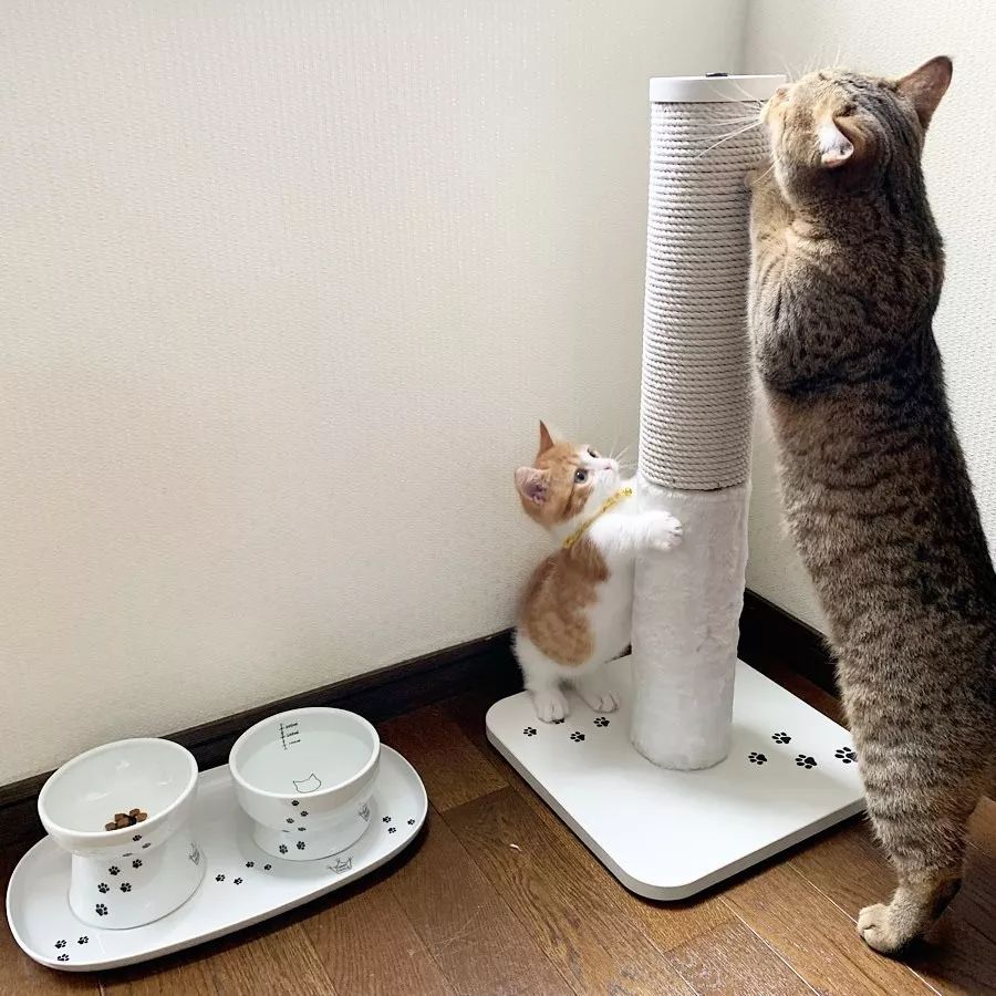 小奶猫成精睡姿萌化,一只成精的猫咪这睡姿太可怕了