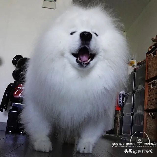 柯基和萨摩哪个可爱,萨摩耶和柯基哪个体型大