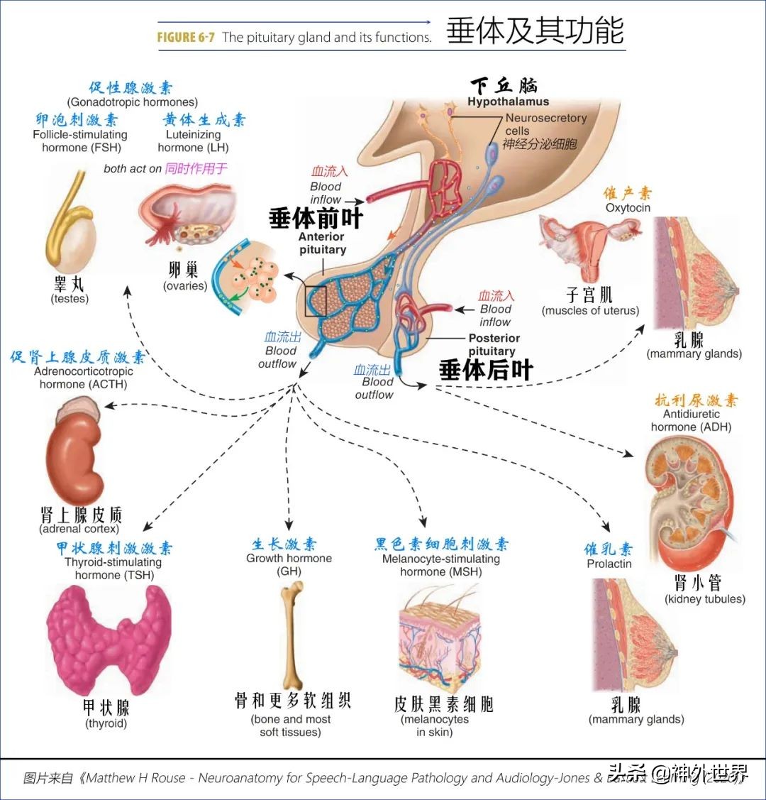 鞍区核磁解剖图,鞍区解剖与手术