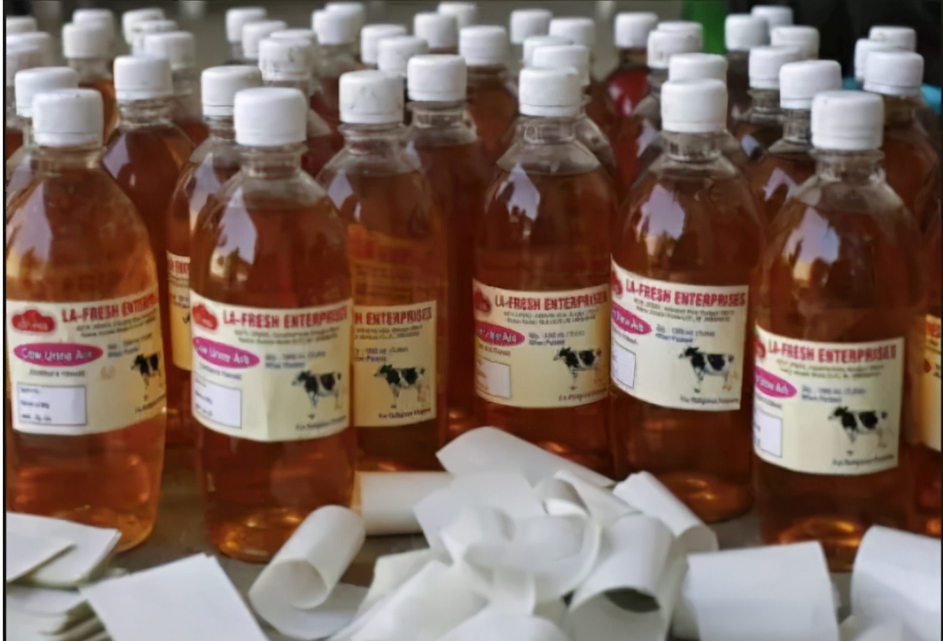 印度人为什么喜欢喝牛尿？莫迪：牛尿是印度最畅销的保健品