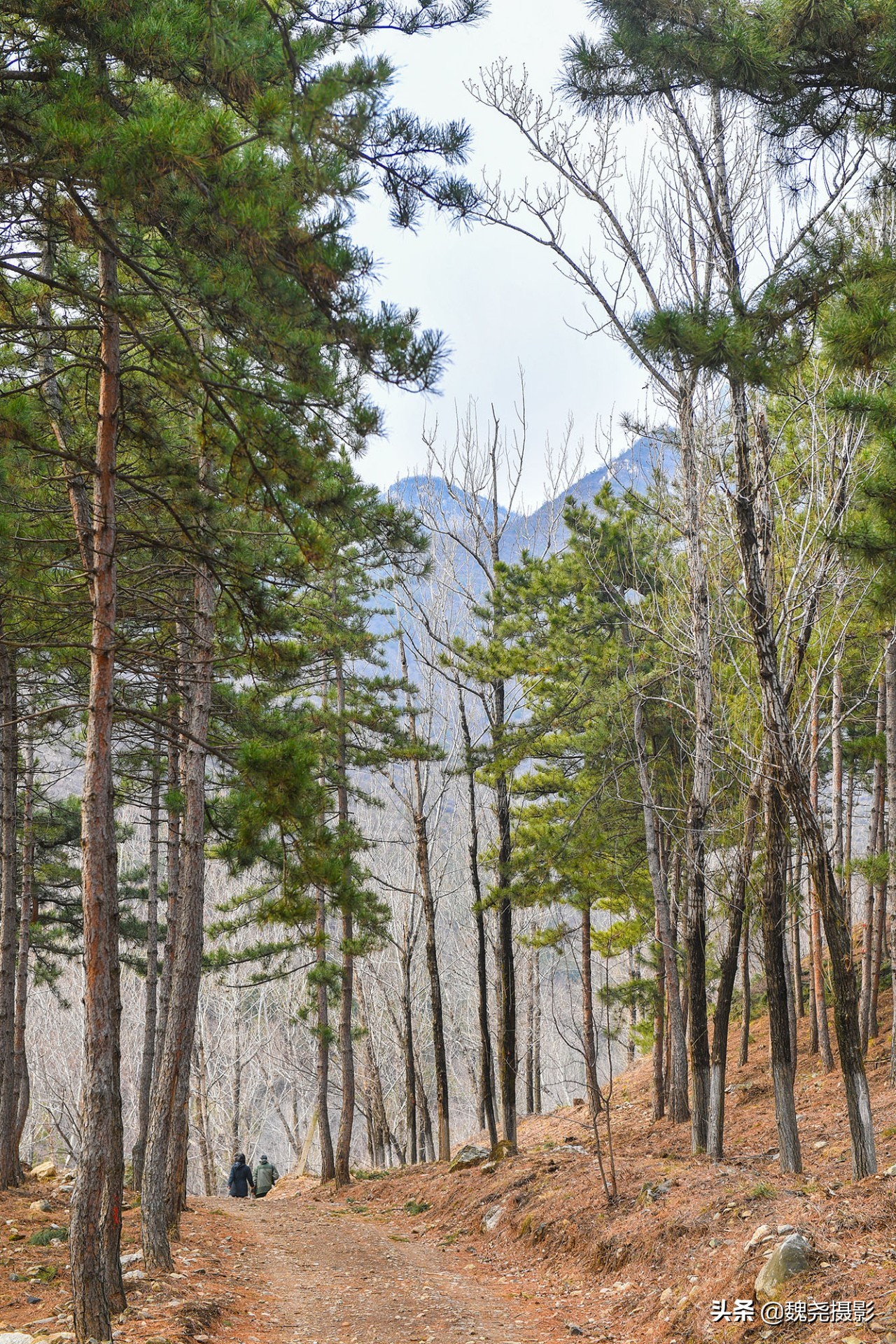 雪+雾凇+侧金盏+款冬=一次完美寻花之旅