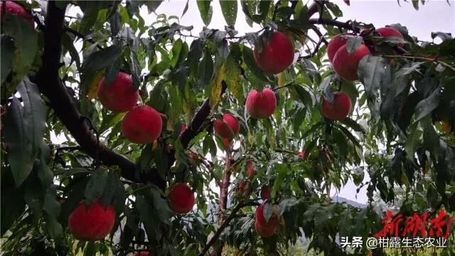 今年桃子苗有什么好品种,什么品种桃子市场行情好