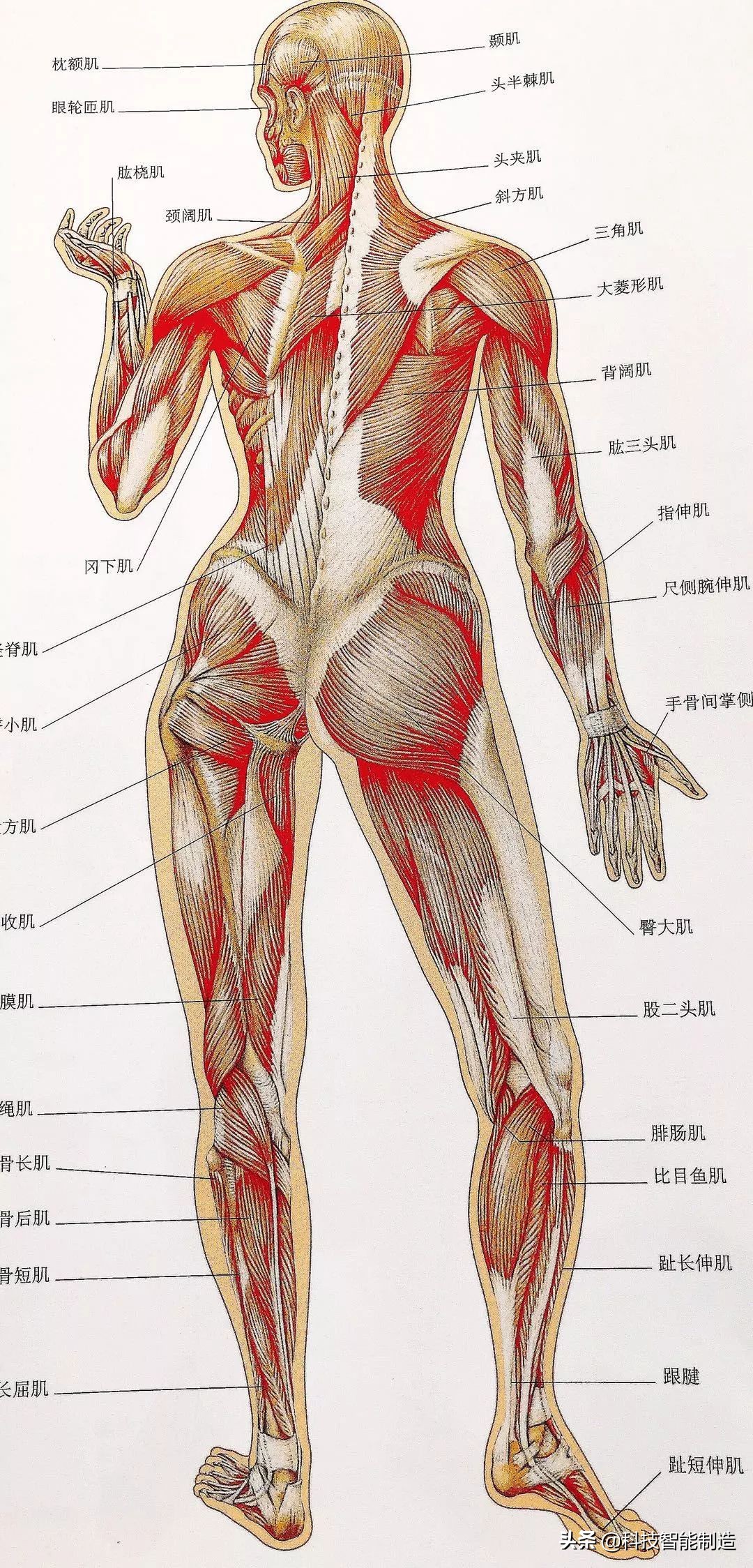 给家人宣讲健康知识记录,给父母科普健康知识小品