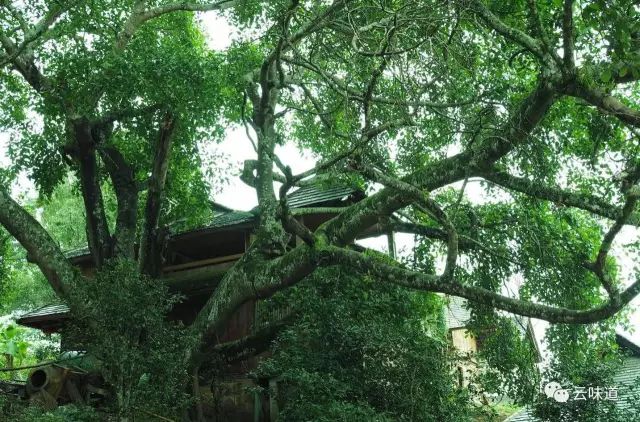 18万冰岛普洱茶,冰岛18年茶价格