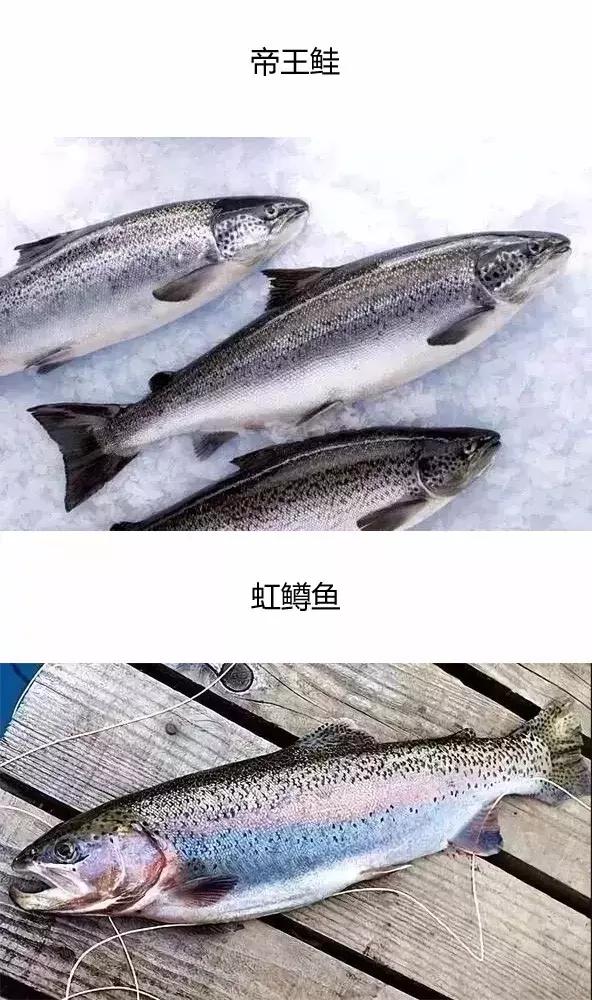 这样的三文鱼刺身你还敢吃吗,刺身三文鱼是生吃吗