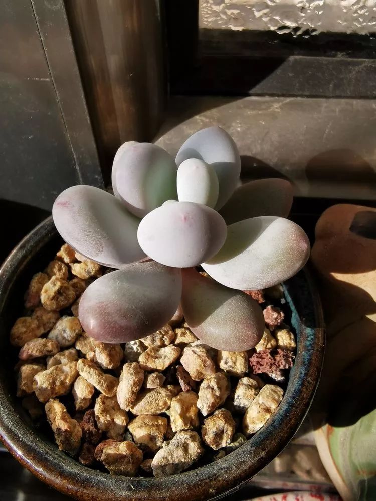 适合北方阳台党养的多肉,适合养在北阳台的多肉