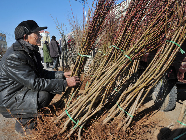 网店卖假苗木,在网上卖假苗木
