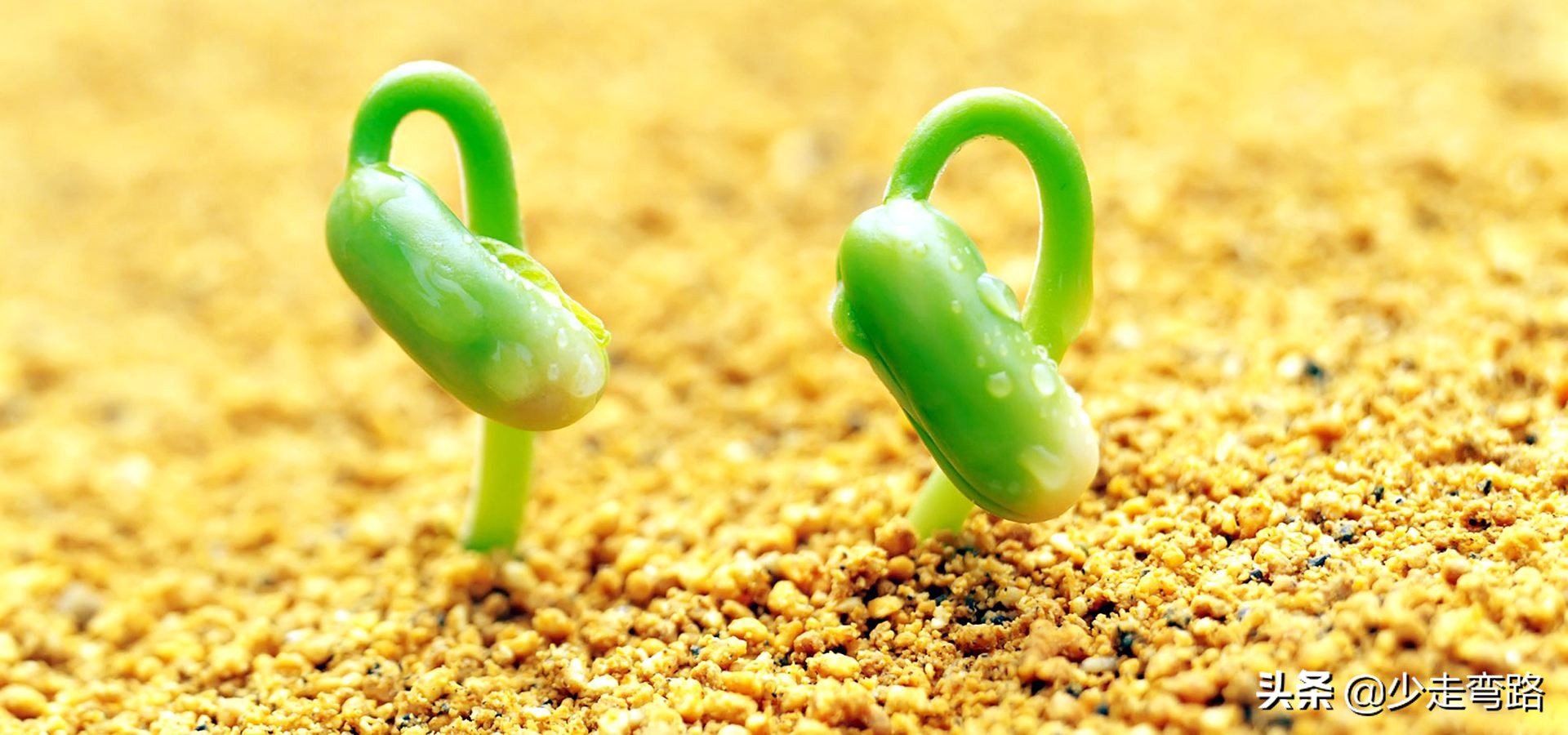 接受移植10年后生活会是怎样的？带你走进移植后患者的生活