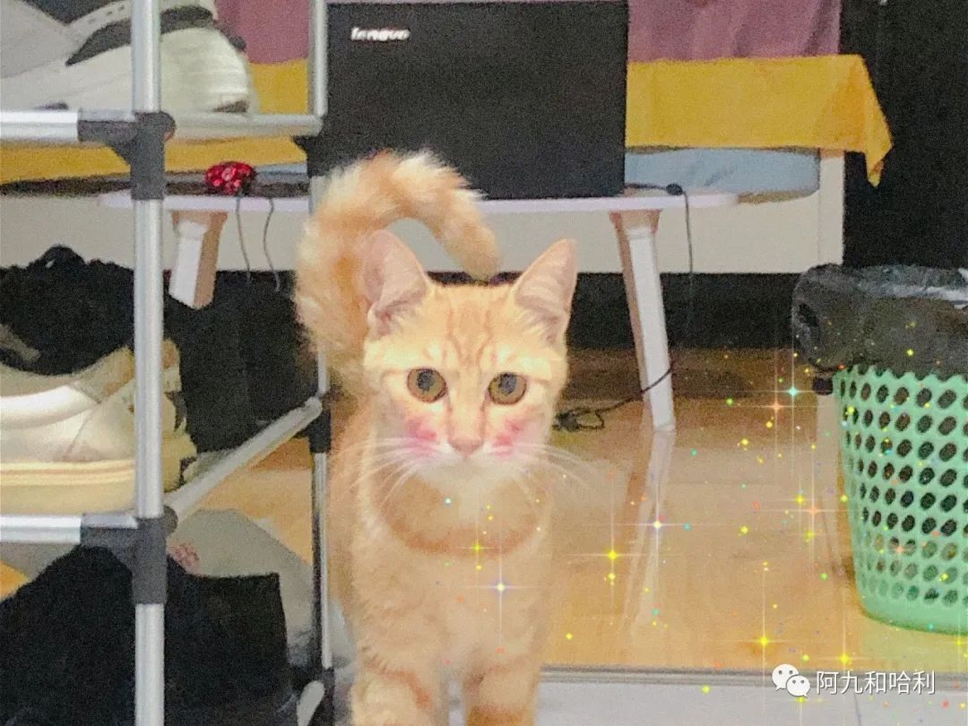 医生建议养猫治愈抑郁症,抑郁症养猫还是养狗好